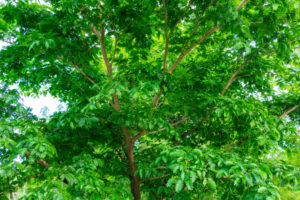 Verawood or Bulnesia tree.