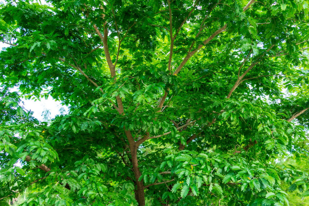 leaf florida trees identification guide